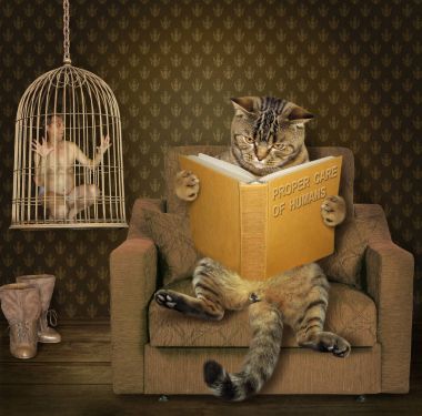 Kedi ve onun hayvan 2