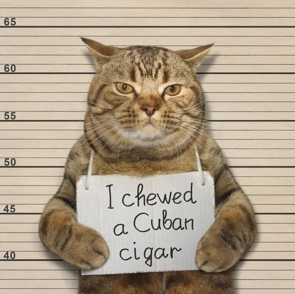 Gato malo masticó un cigarro cubano — Foto de Stock