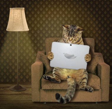 Koltuk tablet ile kedi