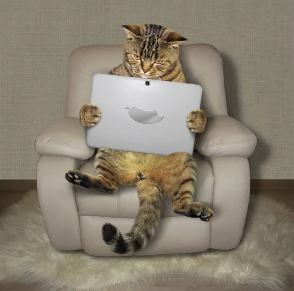 Kot z tabletu na fotel 2 — Zdjęcie stockowe