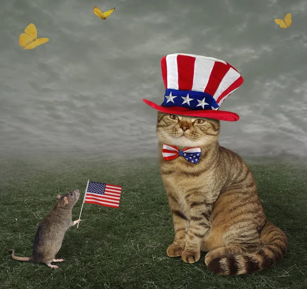 Cat patriot 1