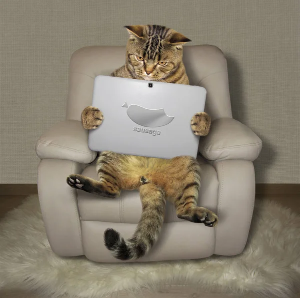 Cat with tablet on armchair 2 — Stock Photo, Image