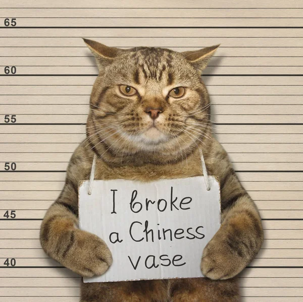 Zły kot złamał chińskie Wazy — Zdjęcie stockowe