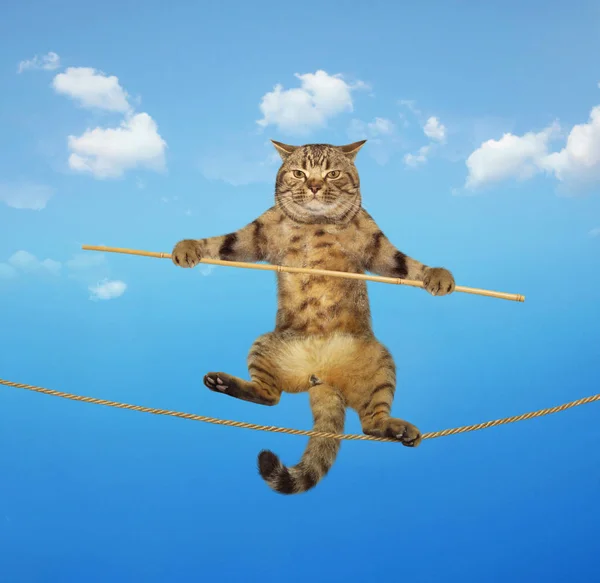 Kočka na laně — Stock fotografie