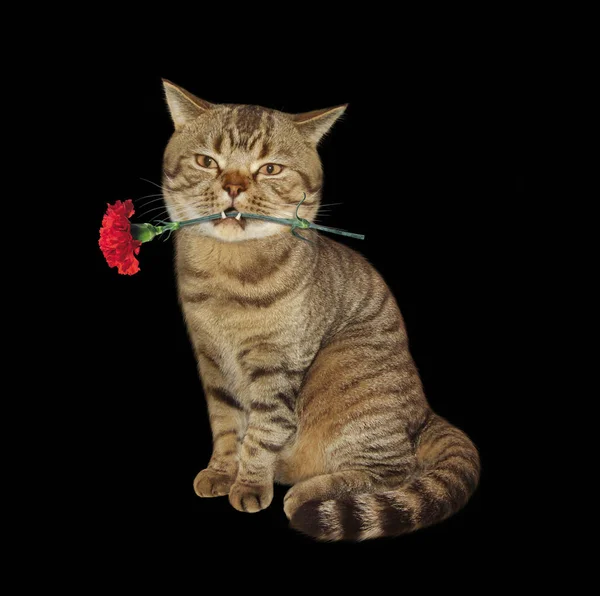 Кошка и цветок 2 — стоковое фото