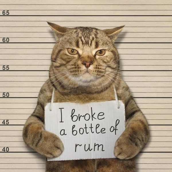 Плохой кот разбил бутылку рома — стоковое фото