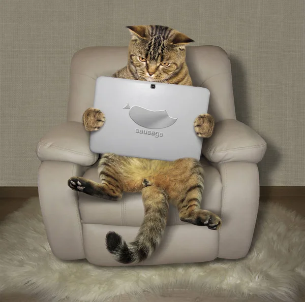 Cat with tablet on armchair 2 — Stock Photo, Image