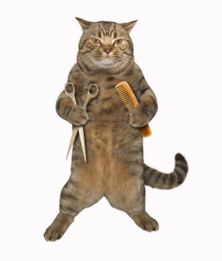 Kedi Kuaför 1