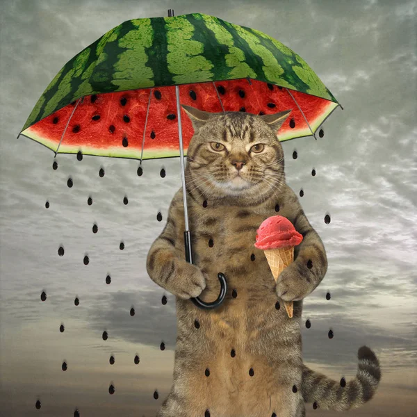 Pisica cu umbrela 1 — Fotografie, imagine de stoc
