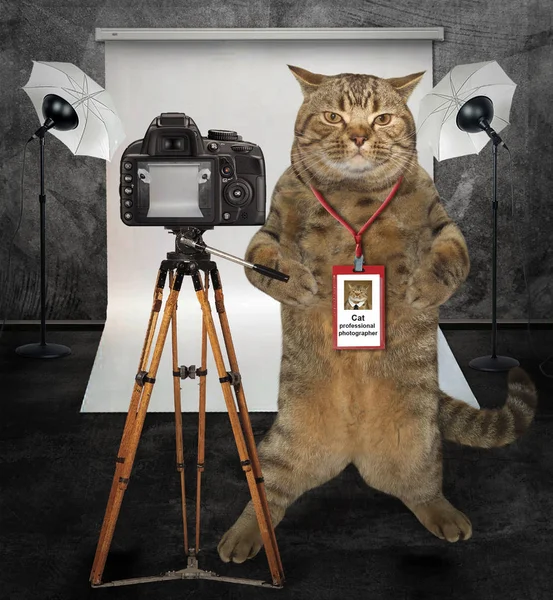 Katzenfotograf im Studio — Stockfoto