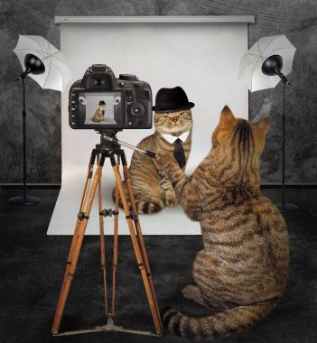 Kedi fotoğrafçı Studio 2