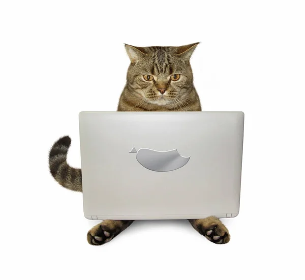 Gato con tableta 3 — Foto de Stock