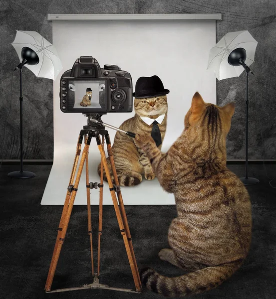 Cat photographer in studio 2