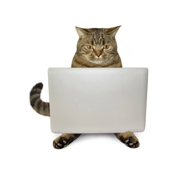 Gato con tableta 2 art — Foto de Stock