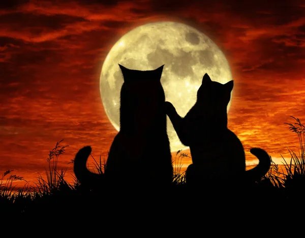 Lua e dois gatos — Fotografia de Stock