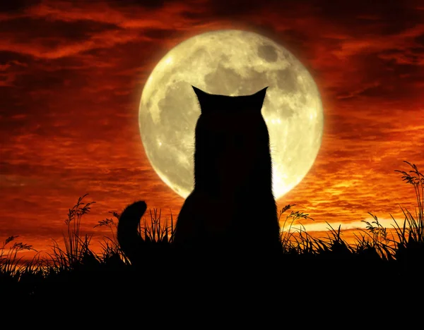 Lua e gato — Fotografia de Stock