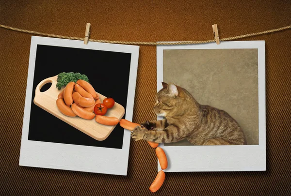 Katze stiehlt Wurst 2 — Stockfoto