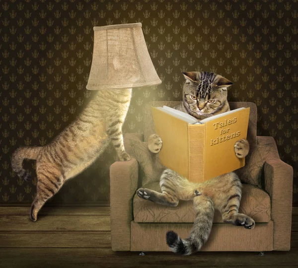 Кот с книгой на кресле — стоковое фото