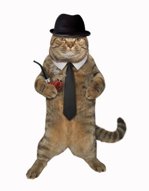Kedi dandy ile boru