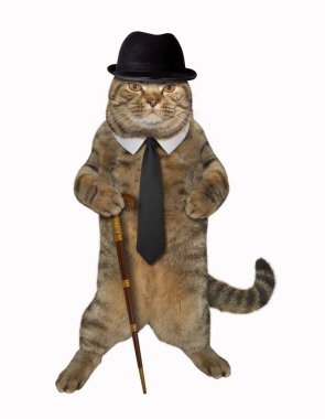 Kedi dandy kamışı ile