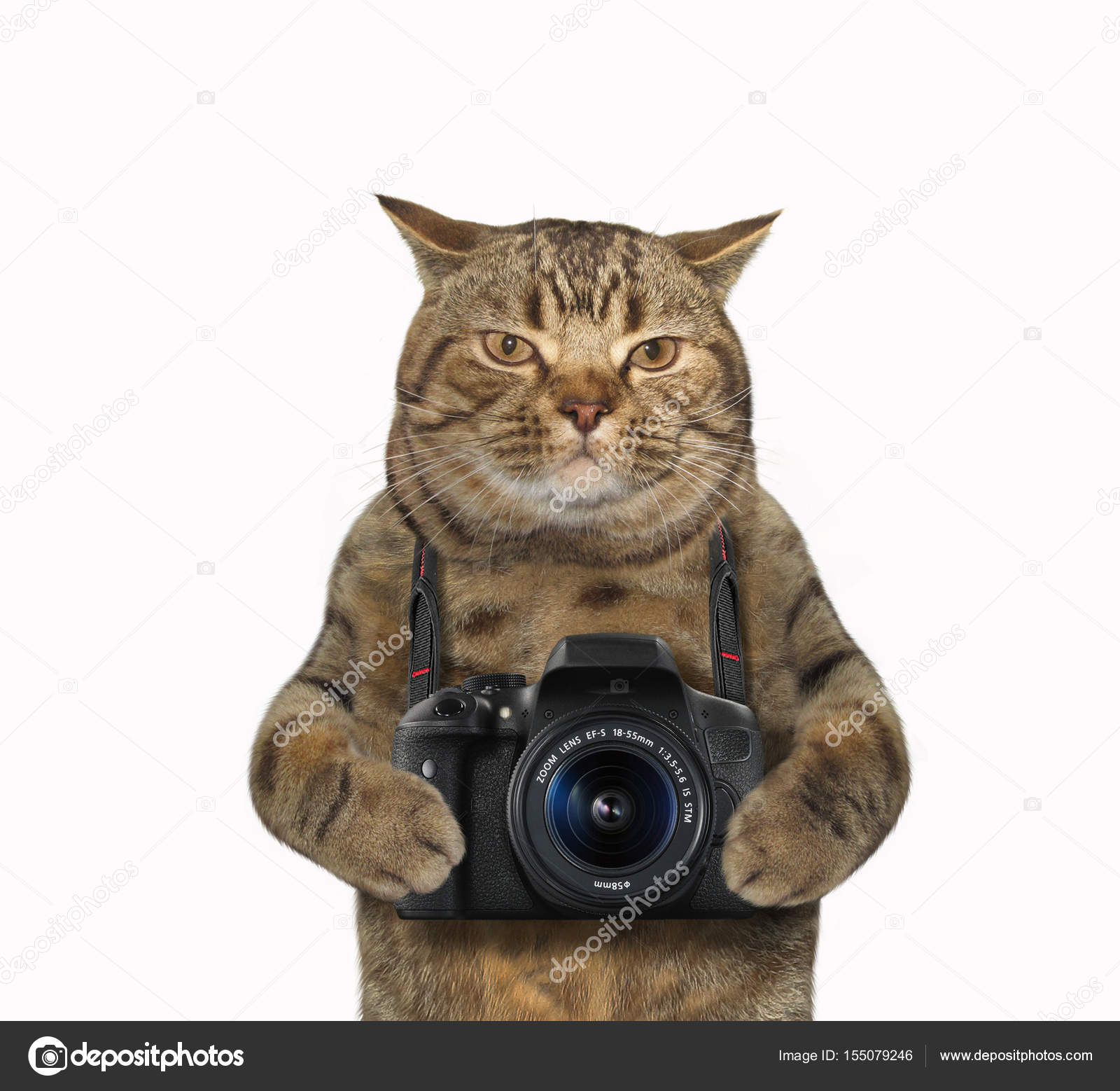 мемфис vhs. кот с камерой. кот с эффектом рыбий глаз. фонк кота в камеру. плачущий котик.