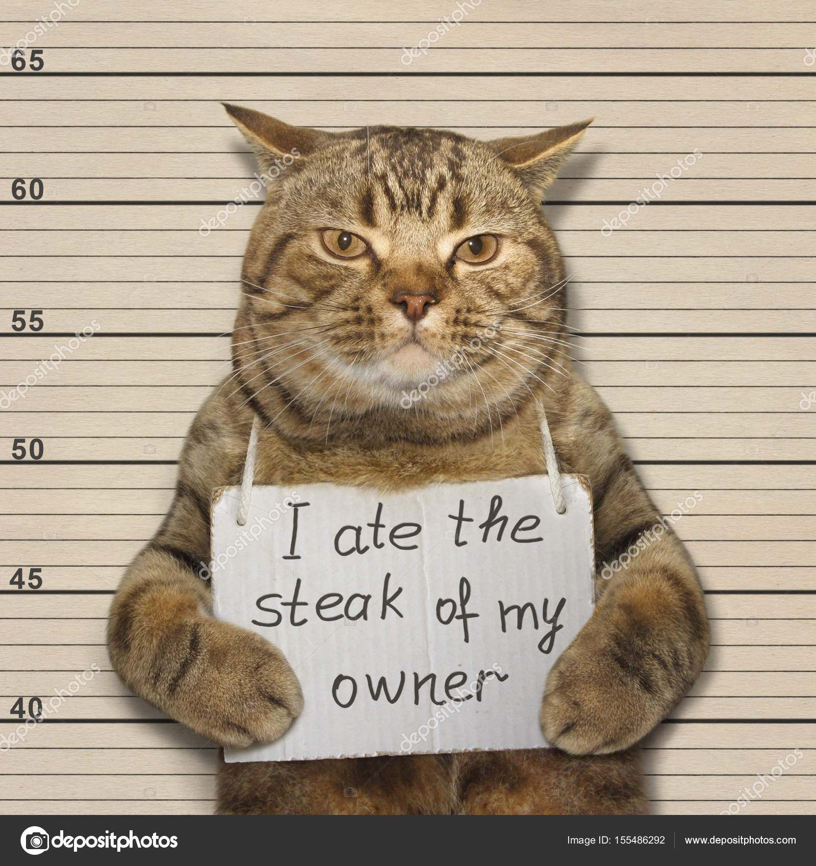 Bad Cat Ate Steak Stock Photo Iridi 155486292 bad-cat-ate-steak-stock-photo-iridi-155486292