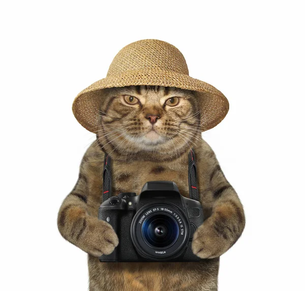Кошка с камерой 2 — стоковое фото