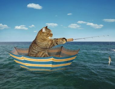 Kedi balıkçı şemsiye üzerinde