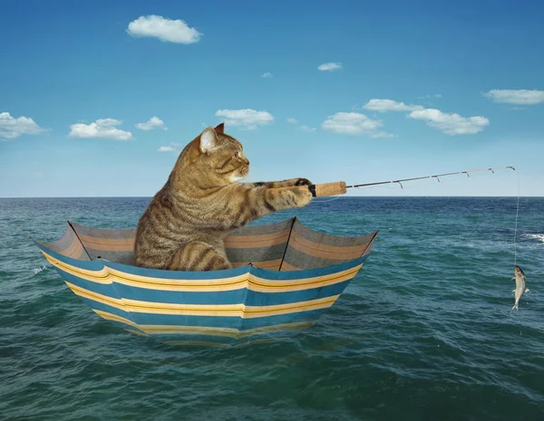 Kedi balıkçı şemsiye üzerinde