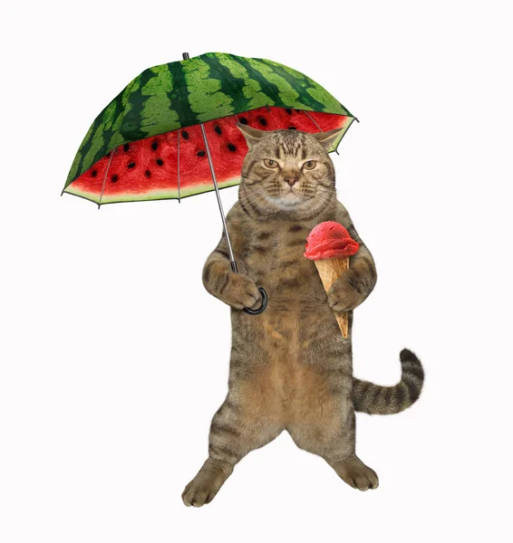 Cat with umbrella 4 — Stock Photo, Image