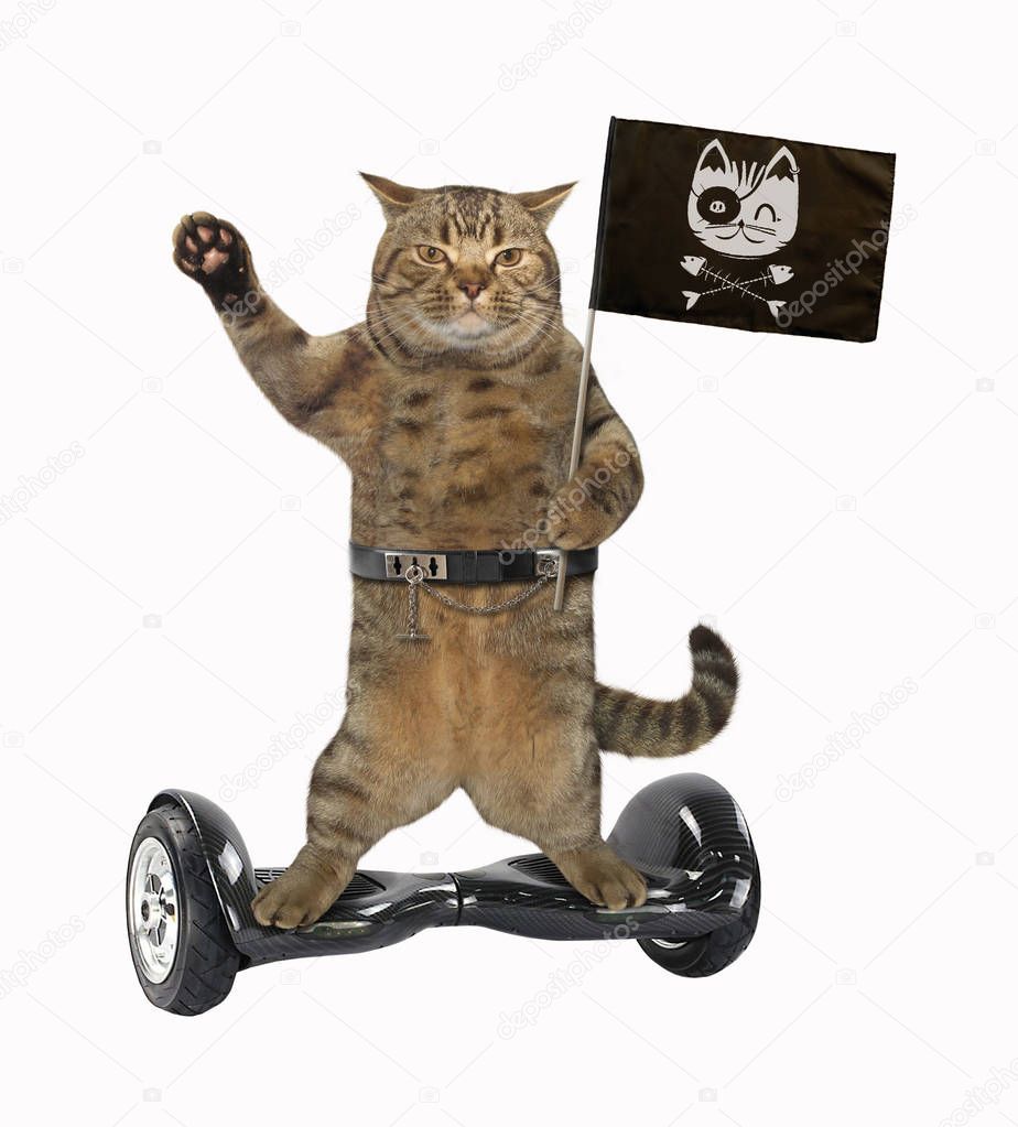 Cat on balance scooter 5