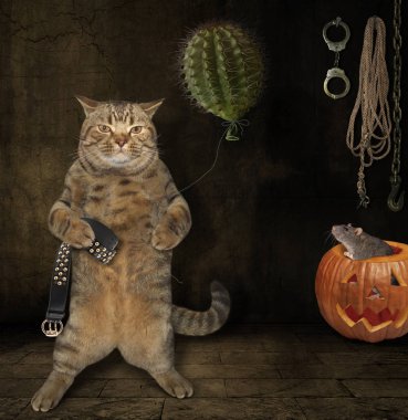 Cadılar Bayramı kedi alll─▒n kaktüs