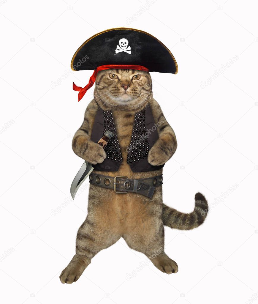Cat pirate 1