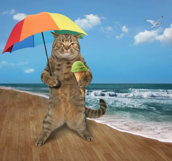 Gato en la playa 9 — Foto de Stock