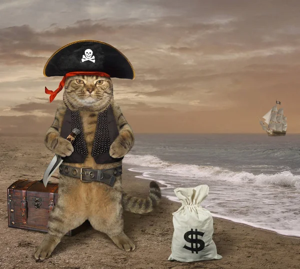 Cat pirate 3