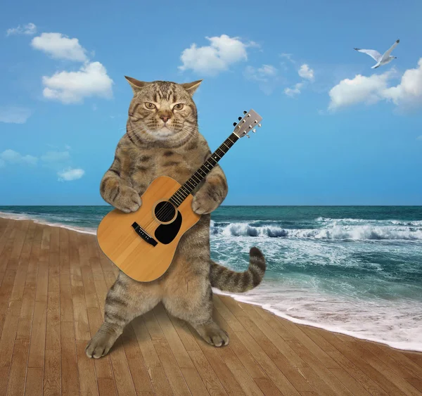 Cat with guitar on beach 2