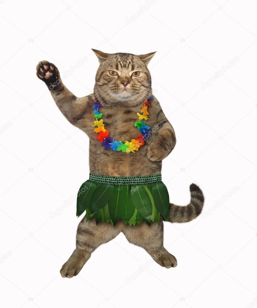 Cat and Hawaii 1