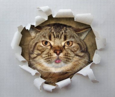 Kedi dili 1
