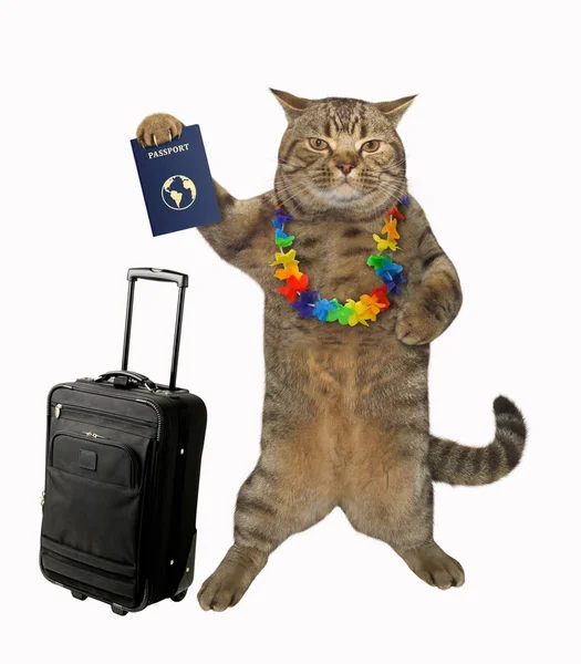 Gato turista 1 — Fotografia de Stock