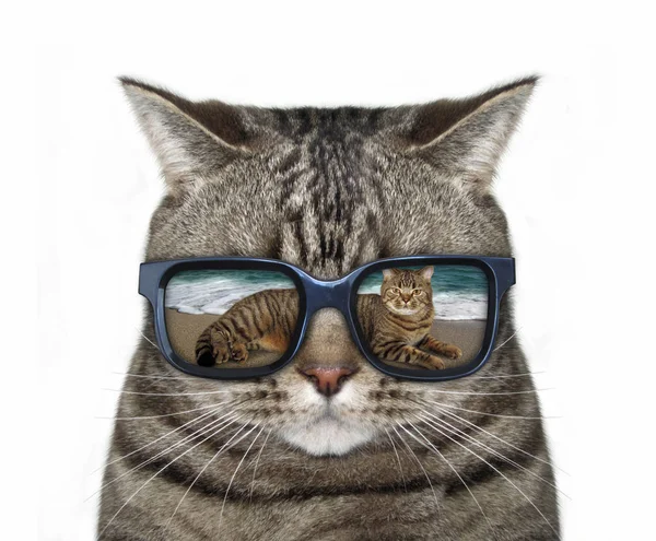 แมวกับแว่นตา 3 — ภาพถ่ายสต็อก