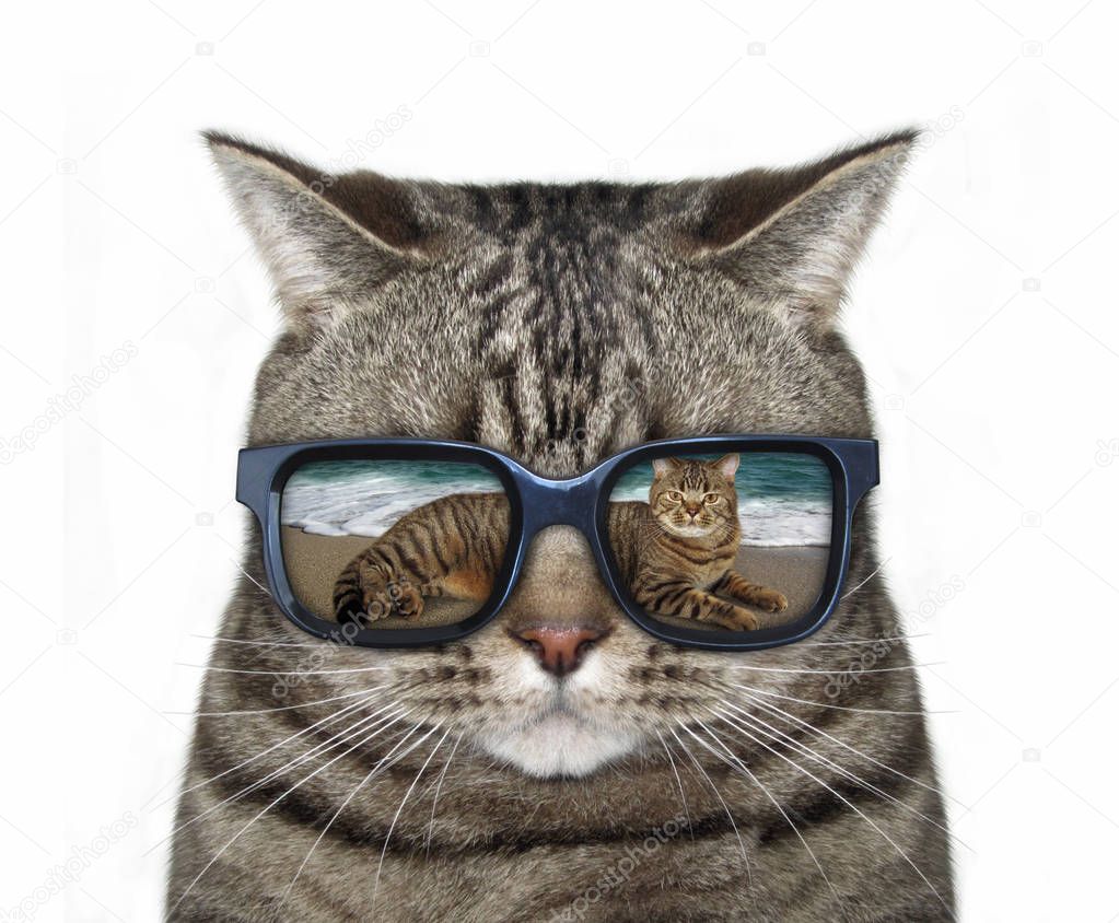 Cat with glasses 3