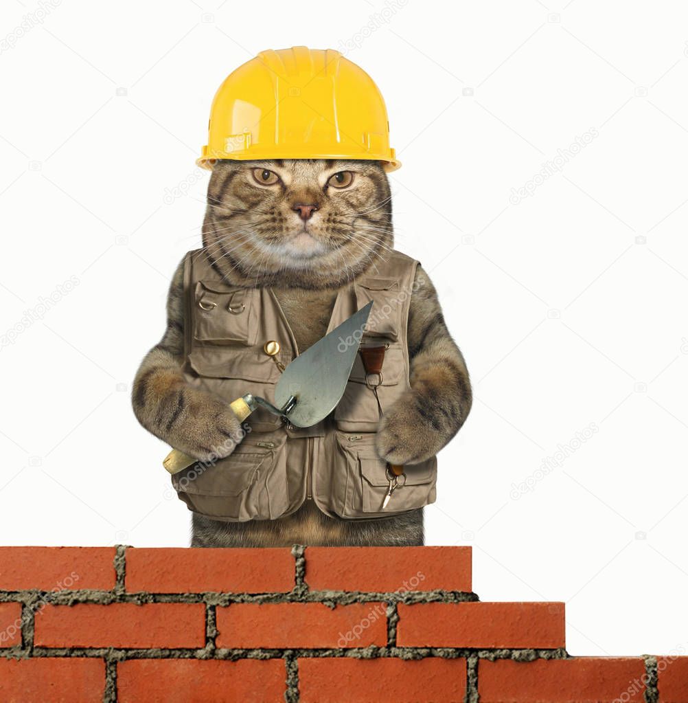 Cat builder 3