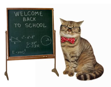 Yazı tahtası 3 kedi öğretmen