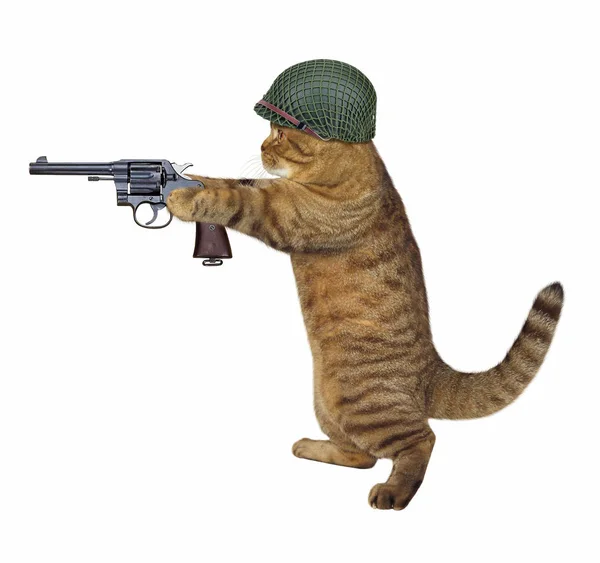 Cat soldier with gun — Stock Photo, Image