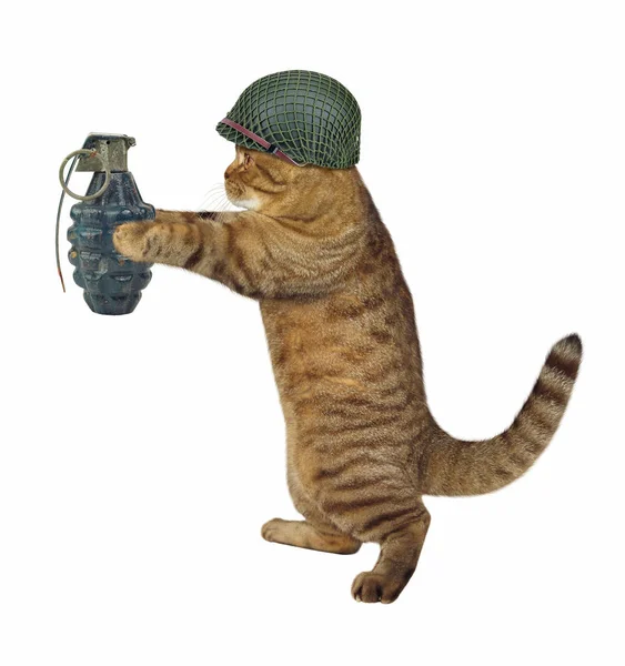Soldat chat avec grenade — Photo