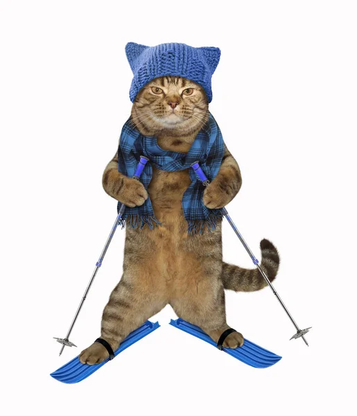 Kot w Czapka na narty — Zdjęcie stockowe