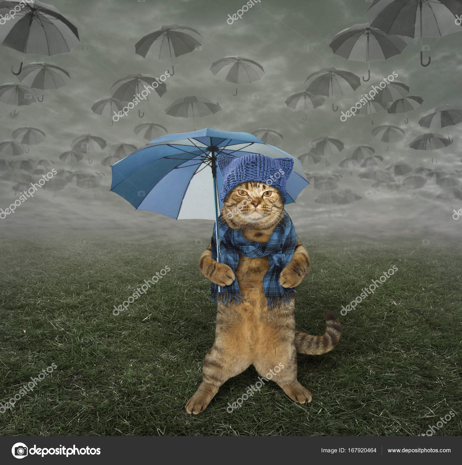 Cat In The Hat Umbrella Best Cat Wallpaper