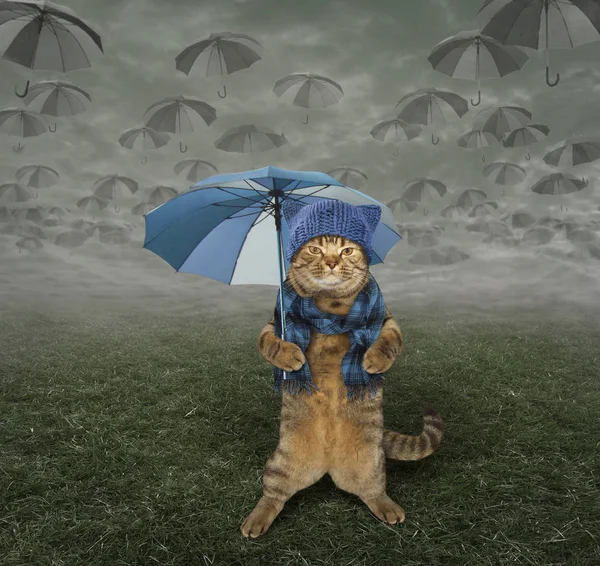 Cat in knitted hat with umbrella — Stock Photo, Image