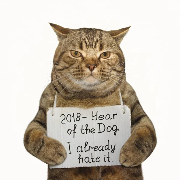 Ano Novo 2018 gato — Fotografia de Stock
