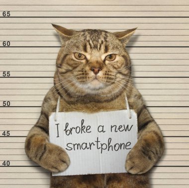 Kötü kedi bir akıllı telefon kırdı